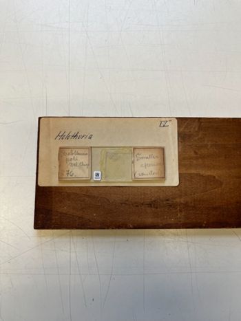 Media type: image;   Invertebrate Zoology HOL-876 Description: Photograph of microscope slide and handwritten label.;  Aspect: slide